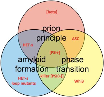 Structures of Pathological and Functional Amyloids and Prions, a Solid-State NMR Perspective